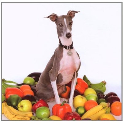 Shellac - Excellent Italian Greyhound