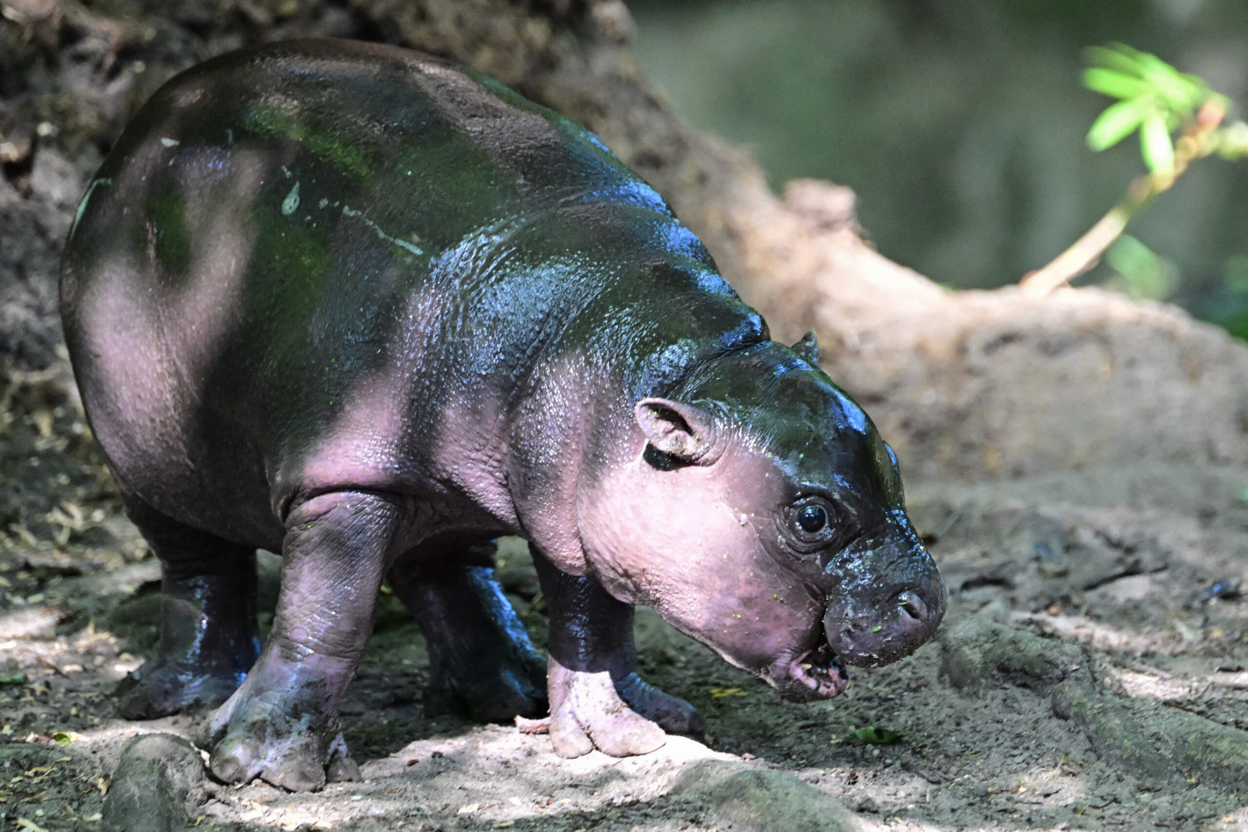 Nilpferd Toni im Berliner Zoo